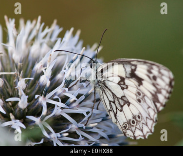 Schachbrett (Melanargia Galathea), Blaudistel (Eryngium Alpinum) - marmoriert weiß (Melanargia Galathea), Alpine Meer Holly Stockfoto