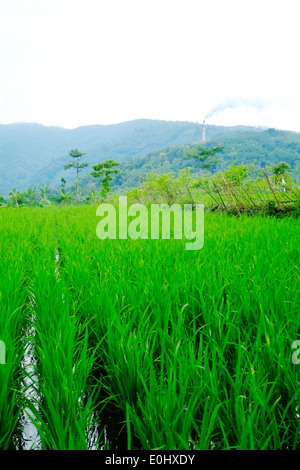 Blick auf den üppigen grünen Reisfeldern, einem Fabrikschornstein Aufstoßen Rauch in der Nähe von Malang Ost-Java-Indonesien Stockfoto