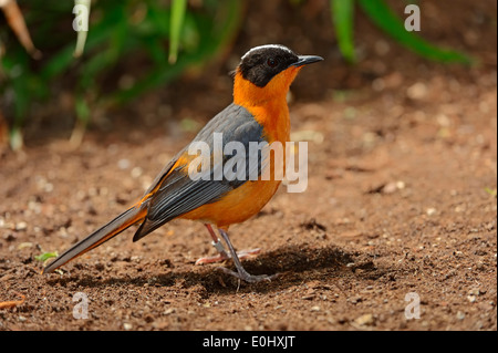 White-crowned Robin chatten, Snowy-gekrönter Robin-Chat oder unter der Leitung von Snowy Robin-Chat (Cossypha Niveicapilla) Stockfoto