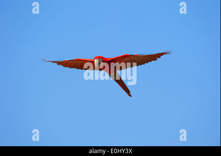 Grün-winged Ara oder rot-grüne Aras (Ara Chloroptera) Stockfoto