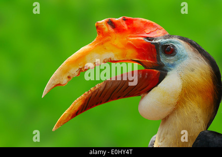 Runzlig Hornbill oder Sunda faltig Hornbill (Aceros Corrugatus), Männlich Stockfoto