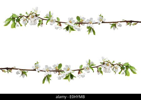 Im Frühjahr blühende Zweige der Kirschblüte isoliert auf weißem Hintergrund. Stockfoto