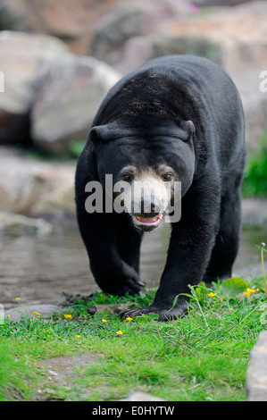 Malaiische Sun Bear "oder" malaysische Sun Bear (Ursus Malayanus, Helarctos Malayanus) Stockfoto