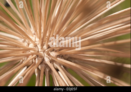 Saatgut Kopf Zentrum von Allium Christophii eine bauchige Zierpflanze große Globen von kleinen Stern geformt Samen auf viele Stängel Stockfoto