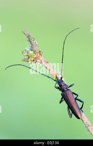 Moschus-Käfer (Aromia Moschata), Männlich, North Rhine-Westphalia, Deutschland Stockfoto