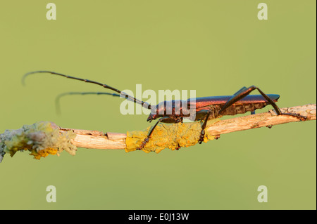 Moschus-Käfer (Aromia Moschata), Männlich, North Rhine-Westphalia, Deutschland Stockfoto