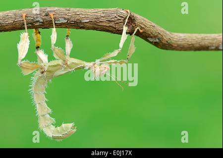 Australische Spazierstock, Maclaeys Spectre, Spiney Stabheuschrecke oder riesige stacheligen Stabheuschrecke (Extatosoma Tiaratum), Weiblich Stockfoto