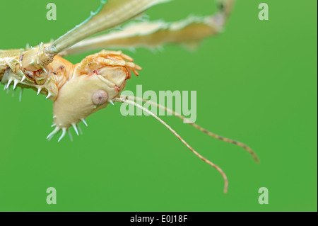 Australische Gehstock, Maclaeys Spectre, Spiney Stabheuschrecke oder riesige stacheligen Stabheuschrecke (Extatosoma Tiaratum), Porträt Stockfoto