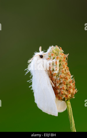 Gelb-Tail Motte, Goldtail Motte oder Swan Moth (Euproctis Similis), North Rhine-Westphalia, Germany Stockfoto