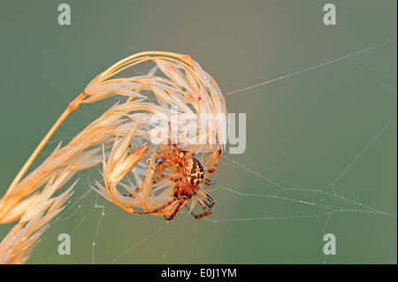 Furche, Spider oder Furche Orbweaver (Larinioides Cornutus, Araneus Foliatus), Weiblich Stockfoto