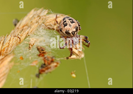 Furche, Spider oder Furche Orbweaver (Larinioides Cornutus, Araneus Foliatus), Weiblich Stockfoto