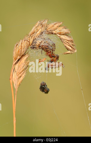 Furche, Spider oder Furche Orbweaver (Larinioides Cornutus, Araneus Foliatus) weiblich in ihrem Versteck Stockfoto