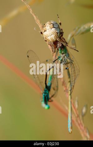 Furche, Spider oder Furche Orbweaver (Larinioides Cornutus, Araneus Foliatus), Weibchen mit beschlagnahmten Libellen Stockfoto