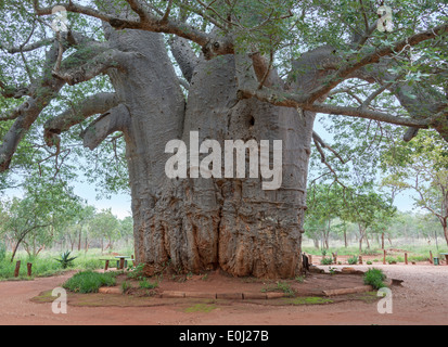 zweitausend Jahre alten Baobab-Baum in Südafrika Stockfoto