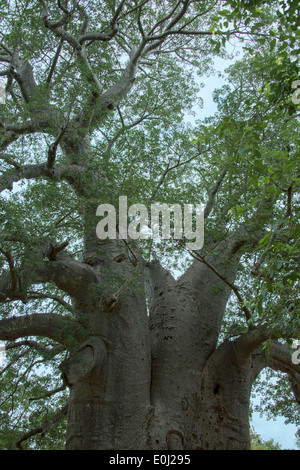 zweitausend Jahre alten Baobab-Baum in Südafrika Stockfoto