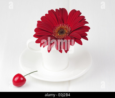 Rote Gerbera Blume im Cup und Sauce auf weißem Hintergrund aus Holz. Closeup. Stockfoto