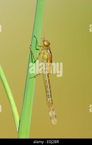 Willow Emerald Damselfly oder Western Willow Spreadwing (Lestes Viridis), Larve am Grashalm bevor sie ausgebrütet werden Stockfoto