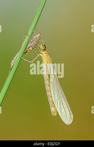 Willow Emerald Damselfly oder Western Willow Spreadwing (Lestes Viridis), frisch geschlüpft, North Rhine-Westphalia, Deutschland Stockfoto