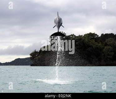 Dolphin Bay of Islands in Neuseeland springen Stockfoto