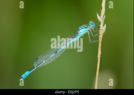 Gemeinsamen Blue Damselfly, nördlichen Bluet Damselfly oder gemeinsame Bluet (Enallagma Cyathigerum), Männlich, North Rhine-Westphalia, Deutschland Stockfoto