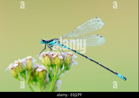 Variable Bluet oder Variable Damselfly (Coenagrion Pulchellum), Männlich, North Rhine-Westphalia, Deutschland Stockfoto