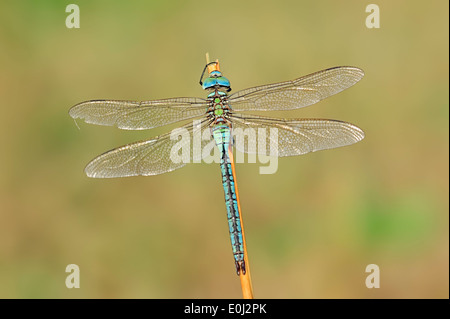 Kaiser-Libelle, blaue Libelle oder blaue Kaiser (Anax Imperator), Männlich, North Rhine-Westphalia, Deutschland Stockfoto