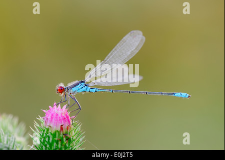 Kleine Red-eyed Damselfly oder geringerem Red-eyed Damselfly (Erythromma Viridulum), Männlich, North Rhine-Westphalia, Deutschland Stockfoto