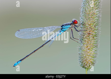 Kleine Red-eyed Damselfly oder geringerem Red-eyed Damselfly (Erythromma Viridulum), Männlich, North Rhine-Westphalia, Deutschland Stockfoto