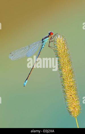 Kleine Red-eyed Damselfly oder geringerem Red-eyed Damselfly (Erythromma Viridulum), Männlich, North Rhine-Westphalia, Deutschland Stockfoto