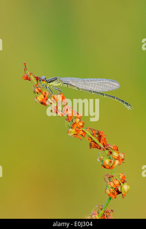 Kleine Red-eyed Damselfly oder geringerem Red-eyed Damselfly (Erythromma Viridulum), Weiblich, North Rhine-Westphalia, Deutschland Stockfoto