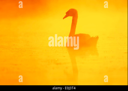 Mute Swan (Cygnus Olor) auf See im Nebel bei Sonnenaufgang, North Rhine-Westphalia, Deutschland Stockfoto