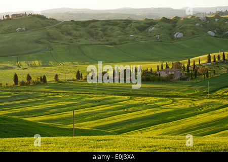 Toskana, Italien Senesi. Stockfoto