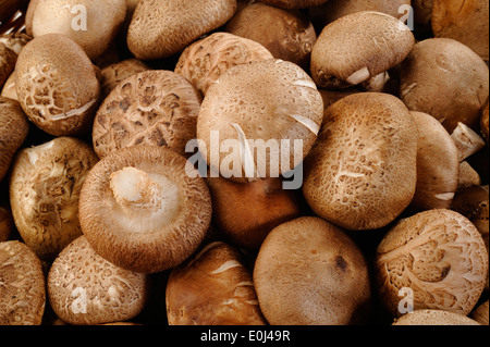 Frische Shiitake Pilze Hintergrund Stockfoto
