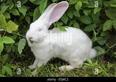 Weißes Kaninchen Blätter zu essen. Stockfoto