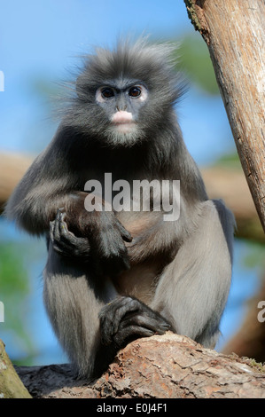 Altrosa Leaf Monkey, brillentragende Languren oder Spectacled Leaf Monkey (Trachypithecus Obscurus, Presbytis Obscurus) Stockfoto