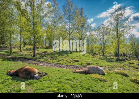 Frühling in Schweden - Ardenner Pferde ausruhen an einem sonnigen Tag in der Natur von Schweden Stockfoto