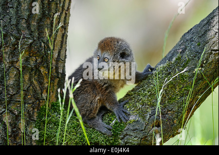 Alaotran sanfte Lemur oder Lac Alaotra Bamboo Lemur (Hapalemur Alaotrensis, Hapalemur früh Alaotrensis), juvenile Stockfoto