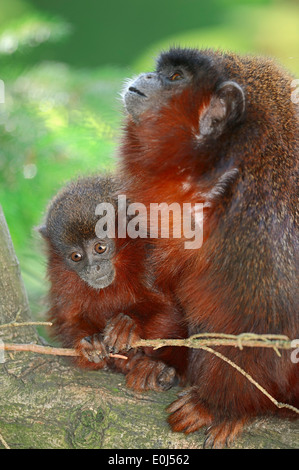 Kupferfarben Titi Monkey oder Red Titi Monkey (Callicebus Cupreus), Weibchen mit jungen Stockfoto