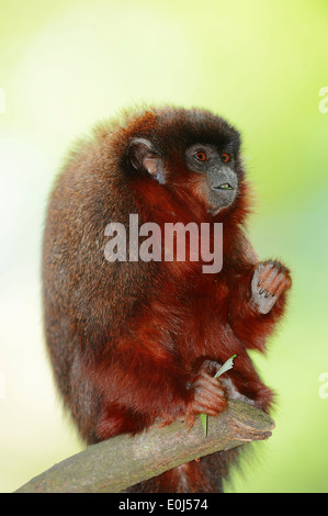 Kupferfarben Titi Monkey oder Red Titi Monkey (Callicebus Cupreus) Stockfoto