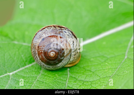 Wäldchen Schnecke, Baum-Schnecke oder Obstgarten Schnecke (Arianta Arbustorum), North Rhine-Westphalia, Germany Stockfoto