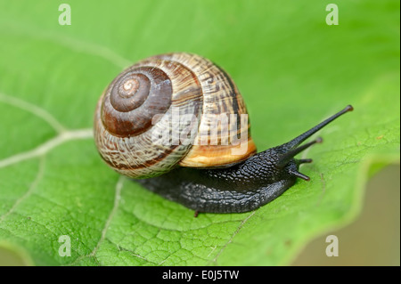 Wäldchen Schnecke, Baum-Schnecke oder Obstgarten Schnecke (Arianta Arbustorum), North Rhine-Westphalia, Germany Stockfoto