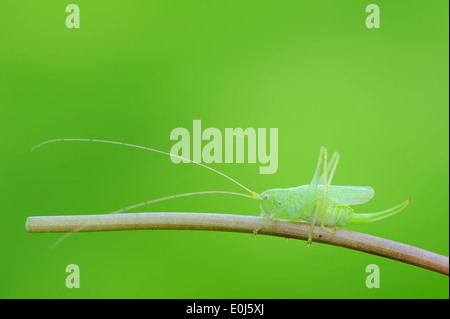 Eiche Bush-Cricket oder Trommeln Grashuepfer (Meconema Thalassinum), Weiblich, North Rhine-Westphalia, Deutschland Stockfoto