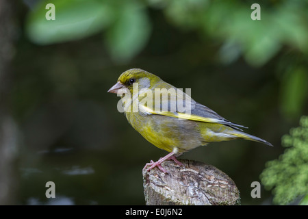 Grünfink männlich, einen gemeinsamen Garten Vogel Stockfoto