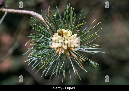 Männliche Zapfen und Blatt der Ufer oder Strand-Kiefer, Pinus contorta Stockfoto