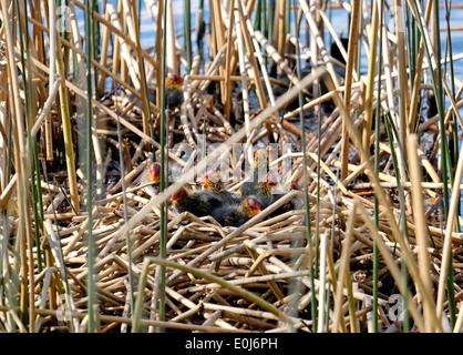 Blässhuhn Küken auf nisten Milton Cambridgeshire England Stockfoto