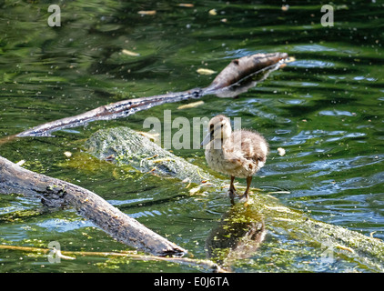 Stockente Entlein ruht auf Log in Wasser Stockfoto