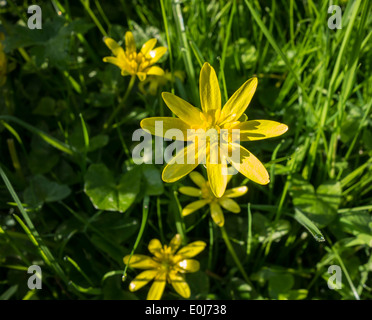 Blume der kleinen Schöllkraut Hahnenfuß-Familie Stockfoto