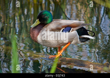 Mallard Ente stehend auf Log auf See Stockfoto