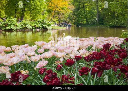 Holland, Niederlande, Keukenhof, Blume Bett Tulpe Tulpen rot weiß rosa orange Blüte Blüten Blumen Teich See Wasser Schwan Stockfoto