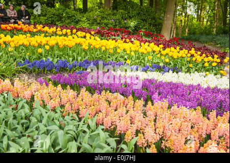 Holland, Niederlande, Keukenhof, Blumenbett Tulpe Tulpen, Hyazinthen Hyazinthen rot gelb blau lila lila weiß rosa orange Stockfoto